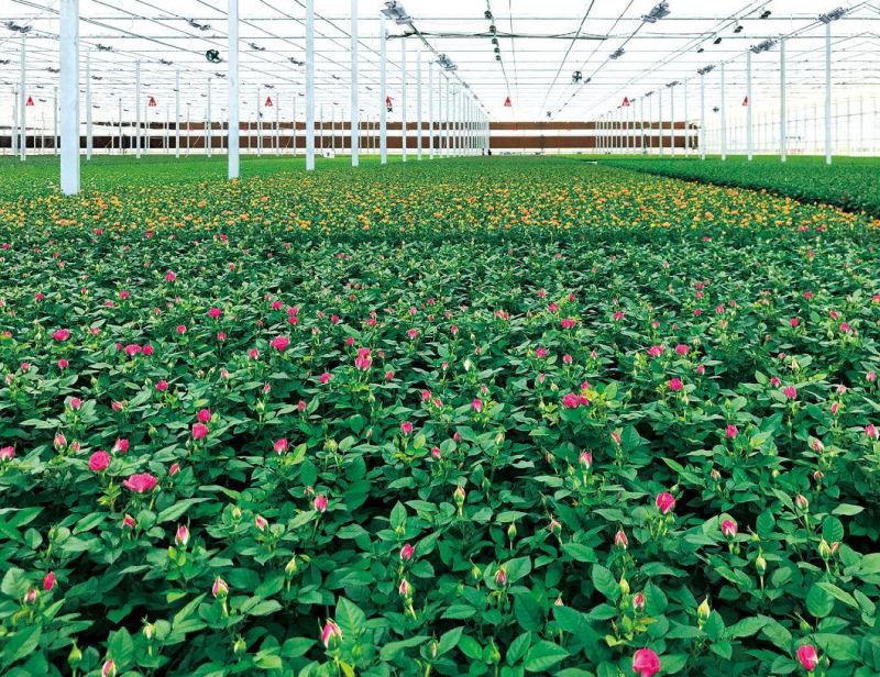 800 Watt High Lumens Horticulture Series Designed for Plant Maximum Growth Full Spectrum Wavelength LED Grow Lamp