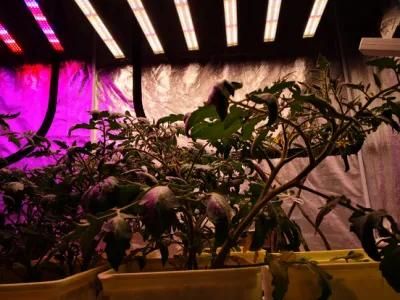 Full Spectrum 1/2/3/4/5/6/7/8/9/10 Strips Veg Medical Plants Growth LED Grow Light Bars for Microgreen 400W/640W/800W