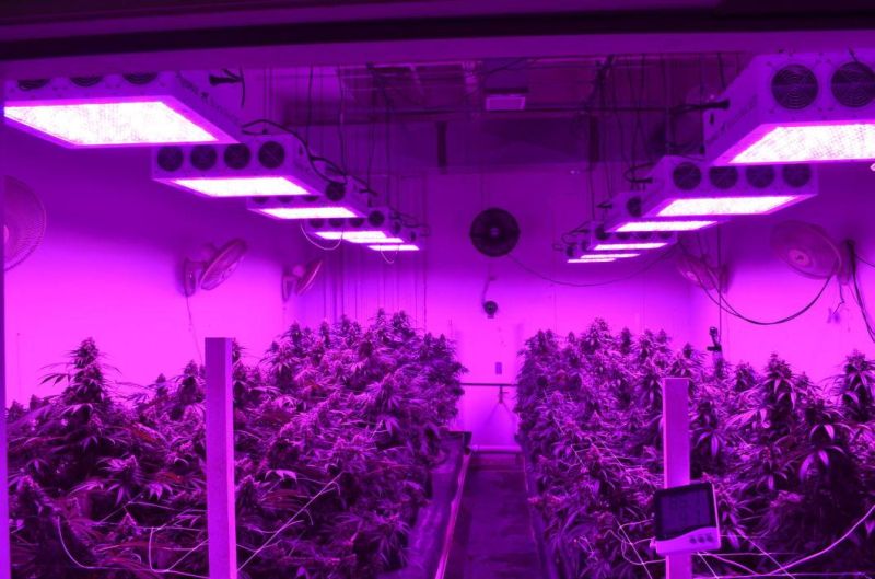 1500W Full Spectrum Plant Grow Lamp LED Grow Light