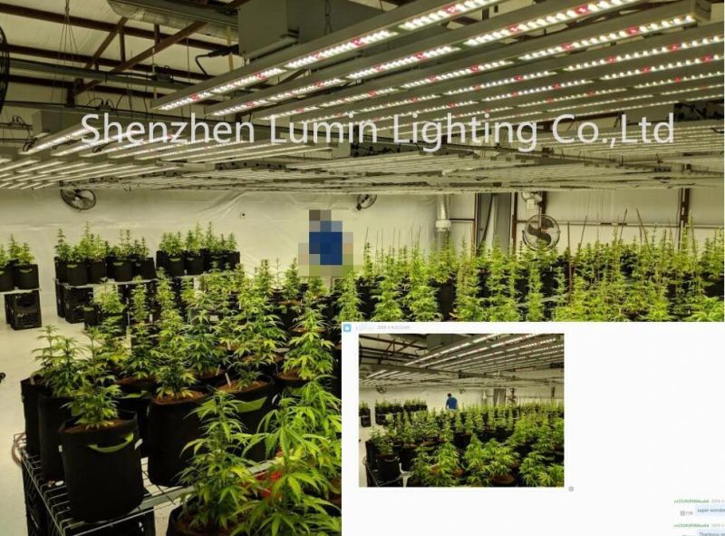 China Factory Direct Sale 800W Plant Light LED Grow