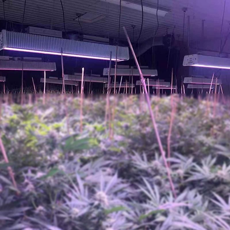 650W ETL Certified LED Grow Light for Indoor Plants