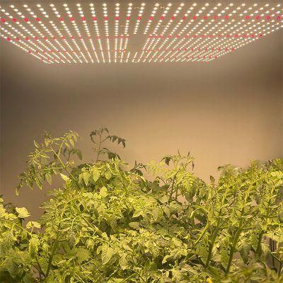New LED Commercial Lights for Growing Vegetables Blue Tooth Dimming Quantum Full Spectrum 2021 Cultivation 320 Watt LED Grow Light