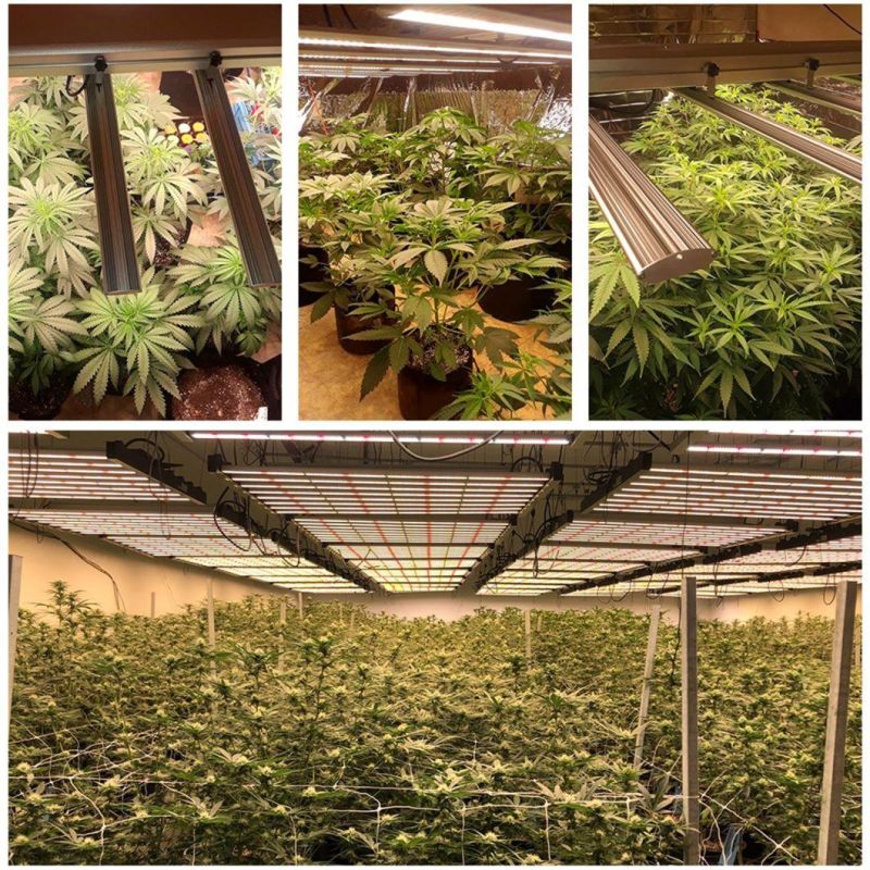 UL Listed LED Grow Lighting to Use for Indoor Plants and Greenhouse Growing