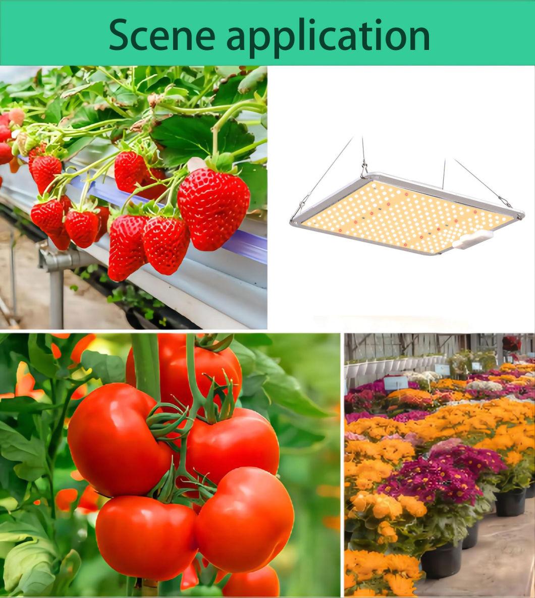 Location in The Greenhourse Bonfire Better Design LED Grow Light with UL Certification
