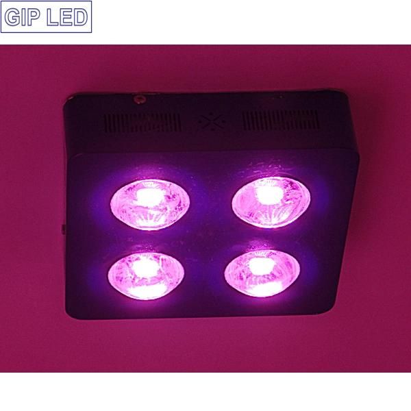 OEM Full Spectrum COB LED Grow Light 100W 500W 800W 1000W