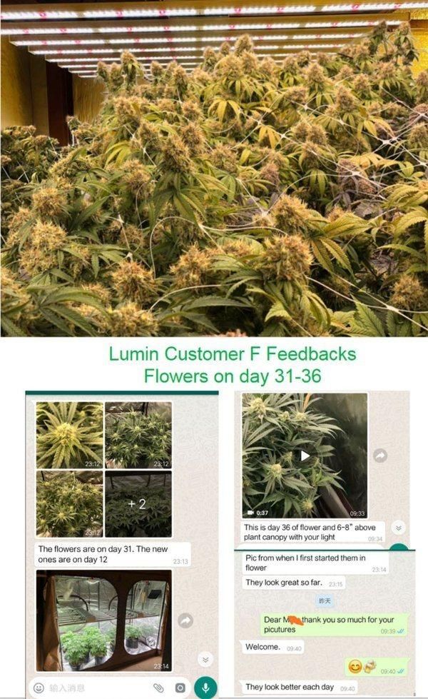 Lumin New Design Full Spectrum 100W LED Plant Grow Light for Greenhouse
