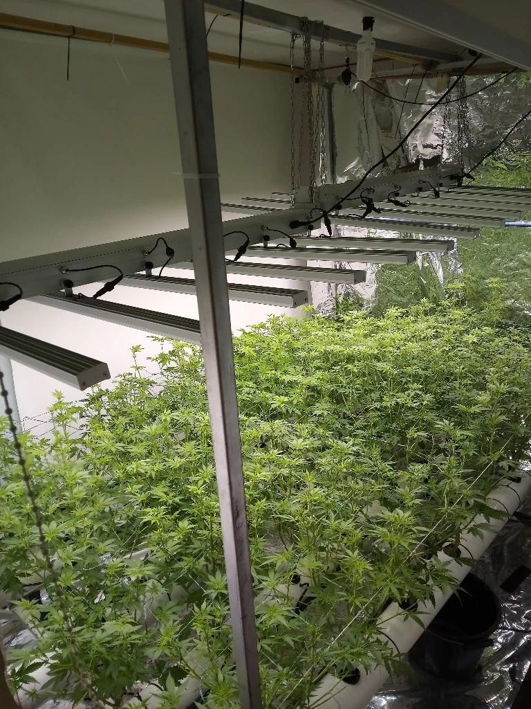 OEM/ODM 800W LED Grow Light Tent Supplier with UL Approve Home Grower Hobby Grower Lighting