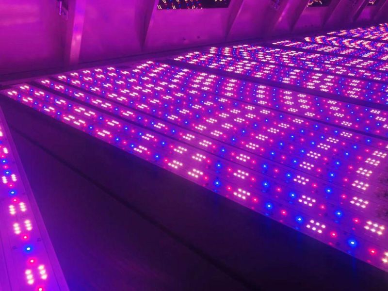 40W Wholesale LED Gorw Light Mircogreen Plant Grow Light for Vertical Farming