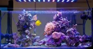 Coral Reef Used LED Aquarium Light