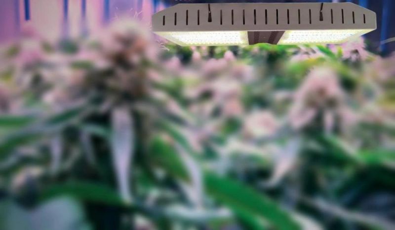 Horticulture Light Cultivation Indoor Plants 2.8 Umol/J High Bay 800W LED Grow Light