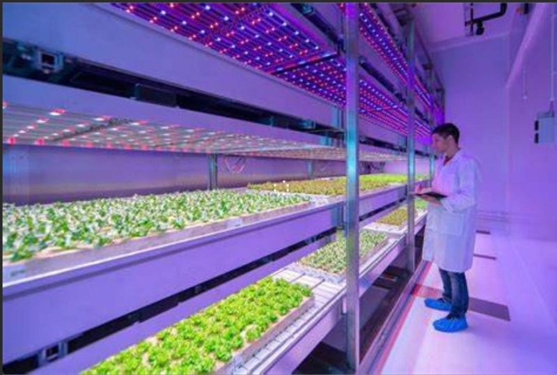 Ilummini ETL 800W LED Grow Light Bar Hydroponic Grow Lights for Vegetables and Medical Plants