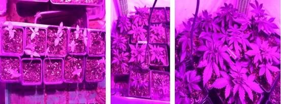 Switchable 2016 504W 600W LED Indoor COB Growing Light for Greenhouse