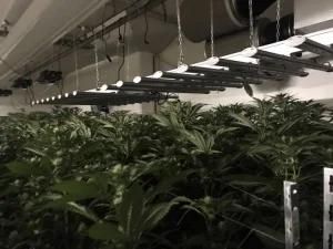 Toplighting Greenhouse Grow Lamp COB Horticulture Hydroponic Light for Indoor Plant Full Spectrum LED Grow Lights Bar
