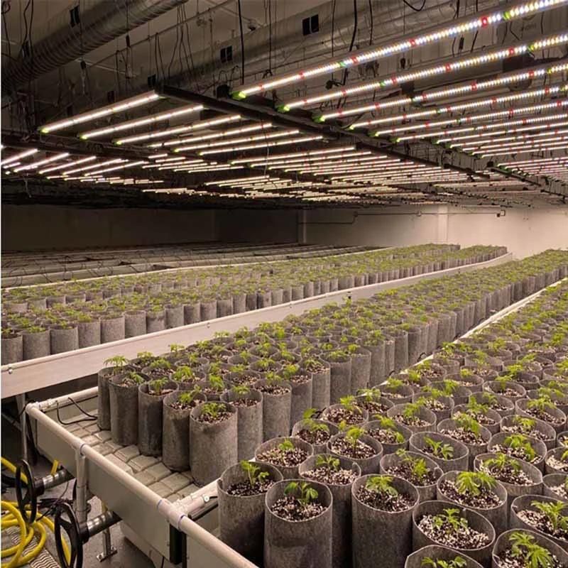 Greenhouse Grow Lights 660W Full Spectrum White Color IP65 for Farm Vegetables