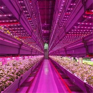 Full Spectrum T8 Blue/Red 8W/12W/15W/16W/18W/20W/22W/36W/40W/60 Watt 2FT/3FT/4FT/5FT/6FT/8FT LED Plant Grow Light Tube for Plant