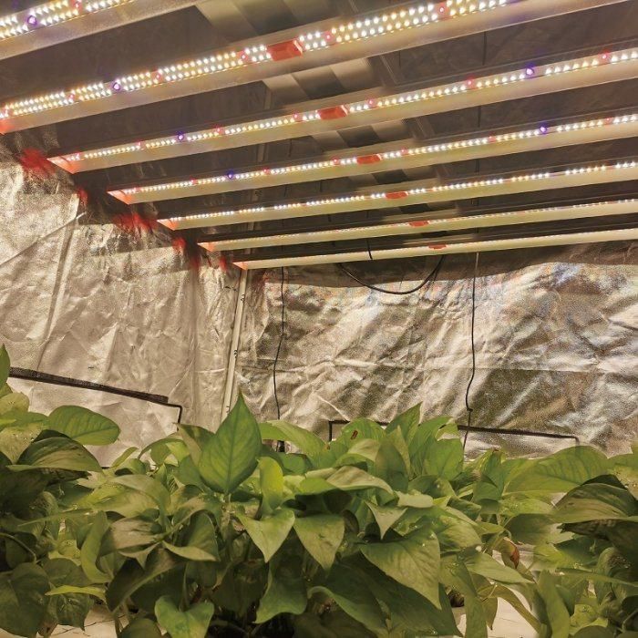8 Bar Lm301b UV IR Red 600nm 700W Full Spectrum LED Strip Grow Light for Commercial Hemp Growers