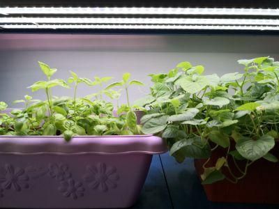 Super Bright 50W/100W/200W/300W/400W/500W/600W/700W/800W/900W/1000W LED Grow Light Bar Greenhouse