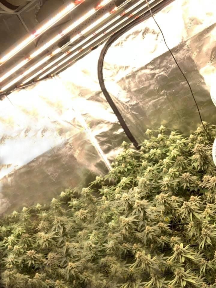 High Power Multi Bar 800W 1000 Watt Full Spectrum Foldable LED Grow Lamp for Medical Plants