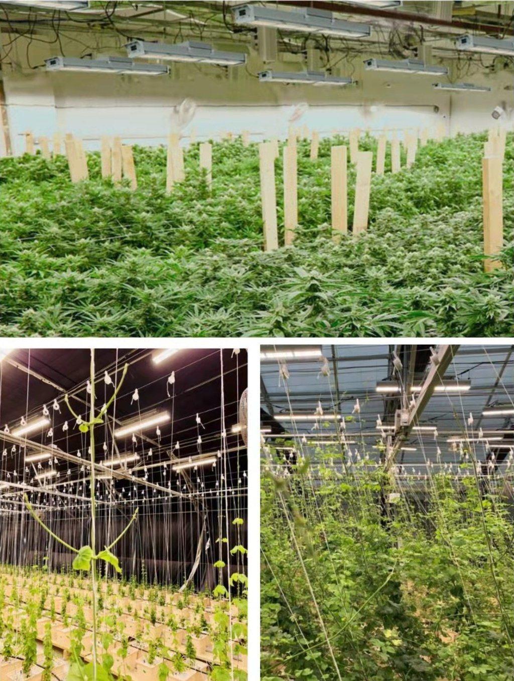 300W Waterproof Full Spectrum LED Grow Light for Indoor Plants Growing Seeding Veg Blooming