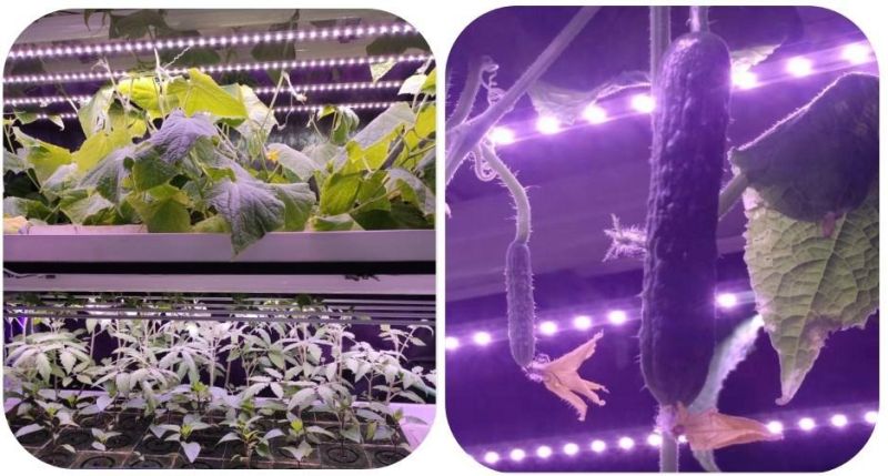 Vertical Farm Hydroponics Full Spectrum LED Grow Tube LED Grow Light
