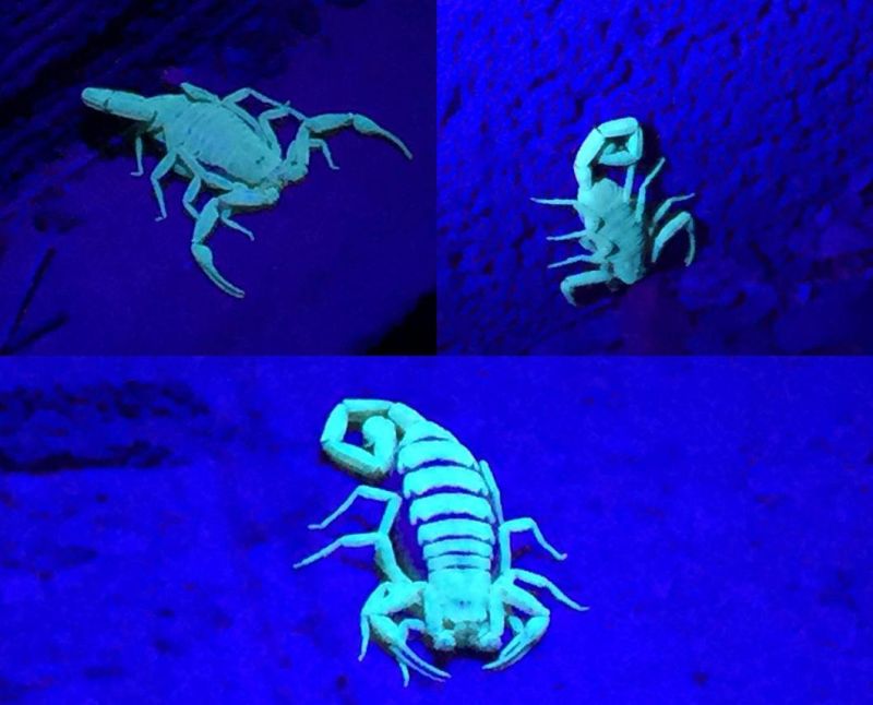 12 LED UV Torch to Find Stain Urine Scorpion Detector Blacklight Ultra Violet Flashlight