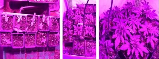 Indoor Grow Kits 126W Chips Full Spectrum 1000W LED Grow Lights