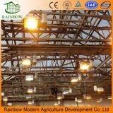 Agriculture LED Grow Lighting System for Vegetable Greenhouse