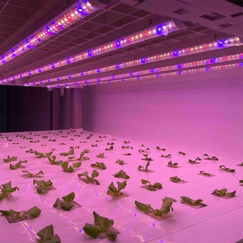 LED Plants Light 1200mm Fleshy Vegetables and Flowers Grow Light in Greenhouse T8 Lamps