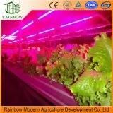 Waterproof LED Grow Light/Lighting System for Agriculture Greenhouse Growing Salad