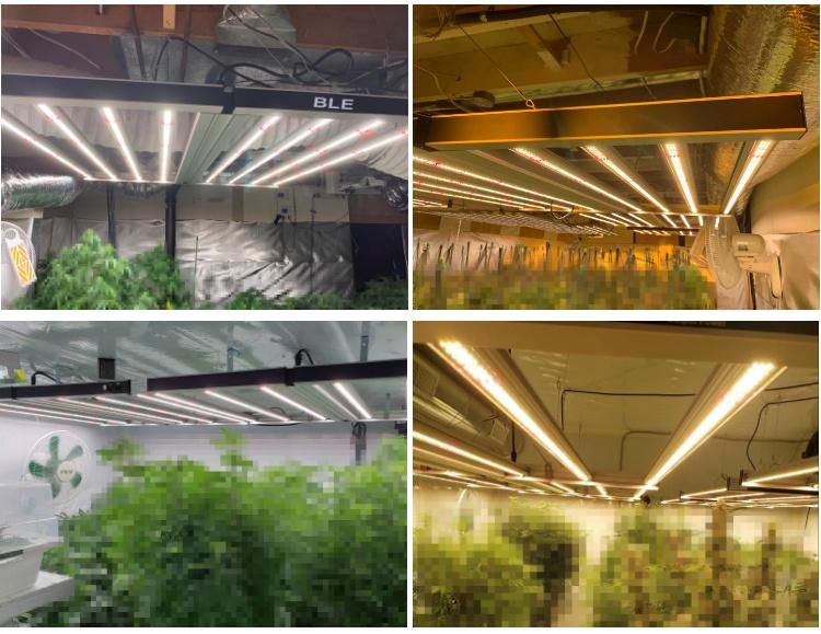 Greenhouse Indoor Garden for Medical Plant High Ppfd 640W/800W/1000W Hydroponic System Full Spectrum LED Grow Light