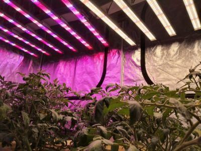 LED Grow Lamp Full Spectrum 300W/400W/600W/700W/800W/900W/1000W/1200W LED Grow Light