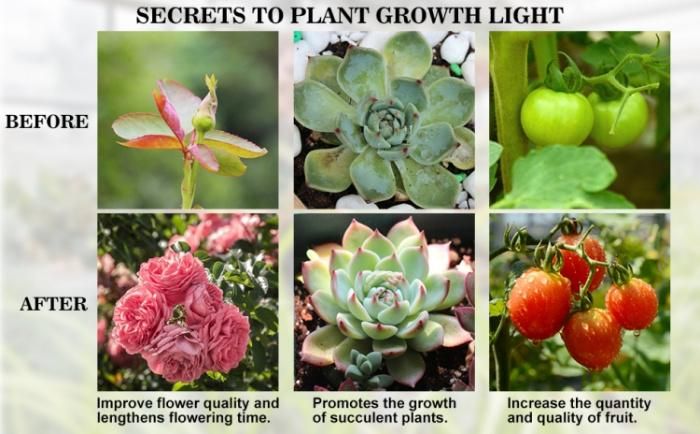 Foldable Quantum 120W 240W 450W LED Grow Light for Growing Tent