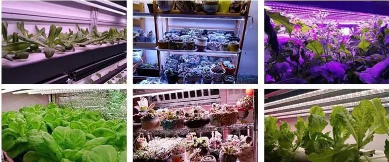 Full Spectrum LED Light for Plant Growth Aquarium