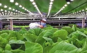 Vegetable Cultivation LED Grow Light Bulb