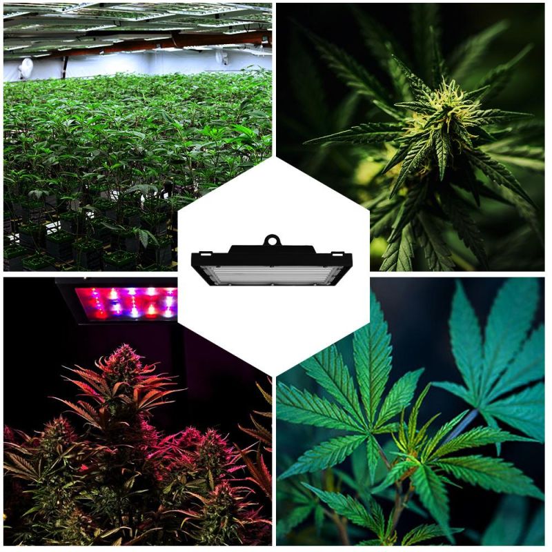 Indoor Quantum Horticulture Lamp Growing Plant Lighting Board Power Used High Quality Full Spectrum PAR Shenzhen Large Wholesale Panel LED Grow Light