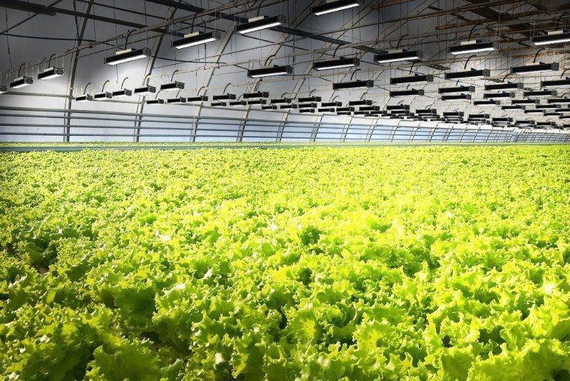 LED Plant Grow Light Used for Greenhouse