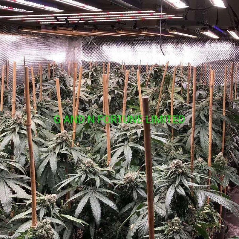 Custom Full Spectrum LED Grow Light for Greenhouse