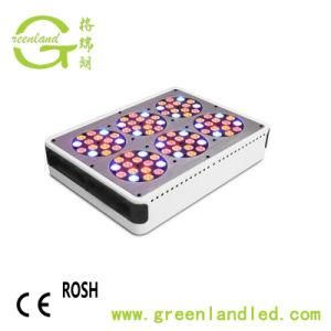 3 Year Warranty Ce RoHS High Power High Quality LED Grow Light Full Spectrum