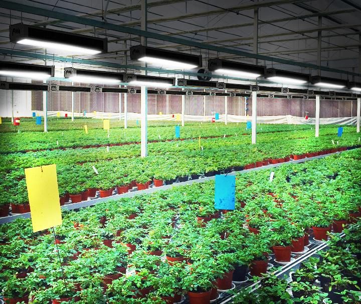 LED Plant Grow Light Used for Greenhouse