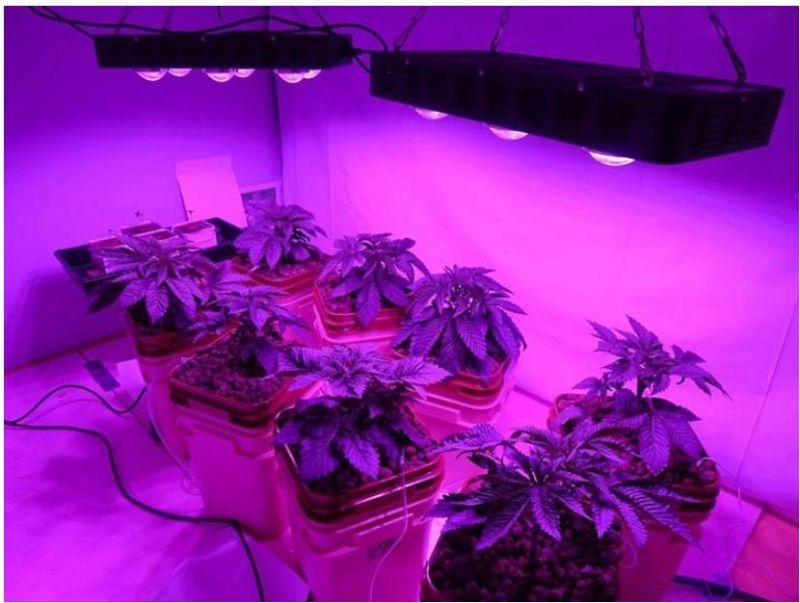 Hydroponic Advanced LED Grow Light for Distribution