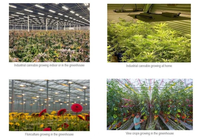 High Lumen Full Spectrum Plant LED Grow Light for Indoor Plants Growing Lamp