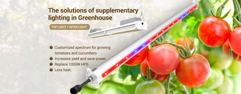 Hydroponics Plant Greenpower Red Blue Bar Linear2.8 Umol/J Interlighting 100W LED Inter Light Grow Light for Fruit and Flower