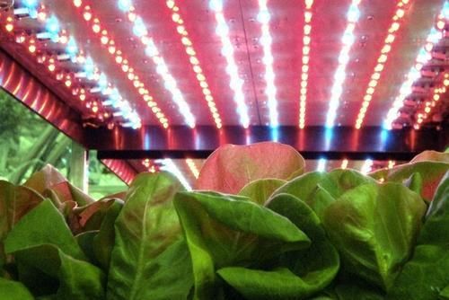 640W LED Grow Light Enclosure