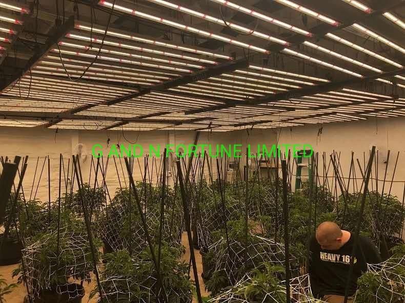 Greenhouse 600W Full Spectrum LED Grow Light for Plant