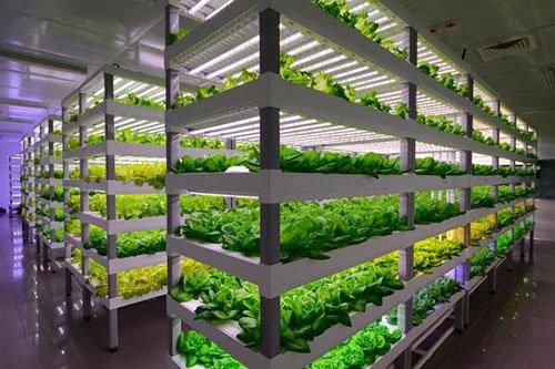 Full Spectrum Indoor Plant LED Grow Light, 24W Indoor Farming Horticulture Light