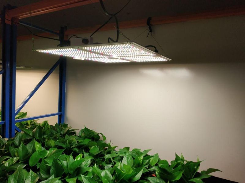 UL Certification LED Grow Light Service for Farm Flower Field