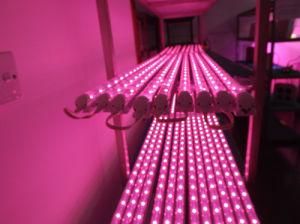 Full Spectrum LED Tube Grow Light T8 4ft for Hydroponic Lettuce