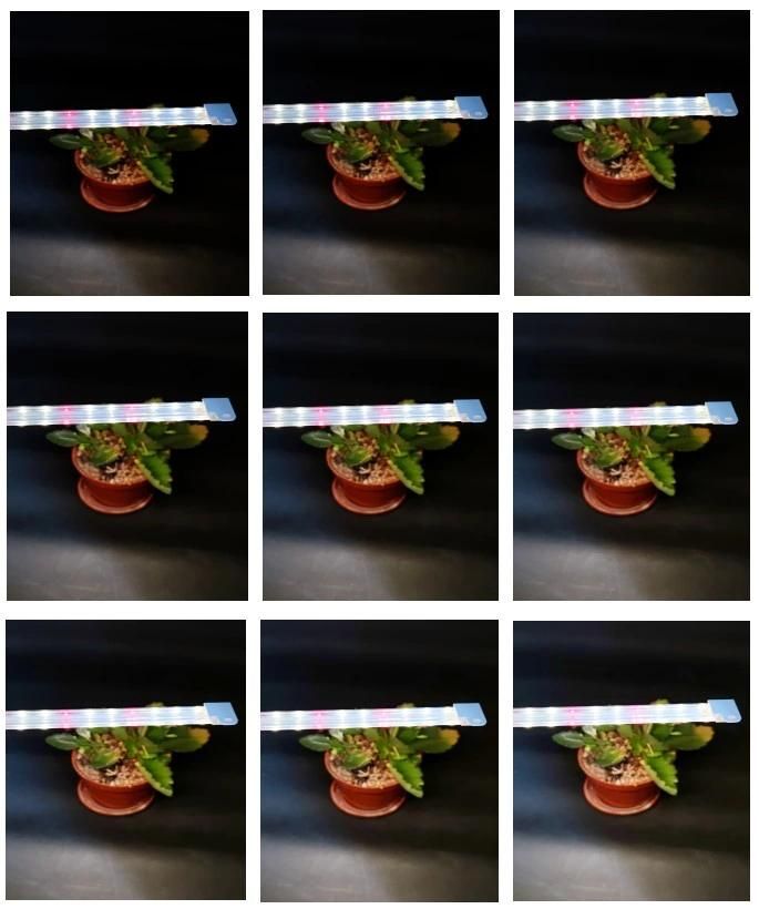 Wholesale Cheap LED Light Strip Full Spectrum LED Grow Light for Greenhouse Garden with CE