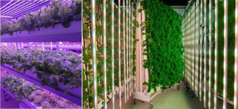 35W 75W LED Grow Light CE/FCC/PSE/ Dlc Certified for Vegetable and Clone Planting Light