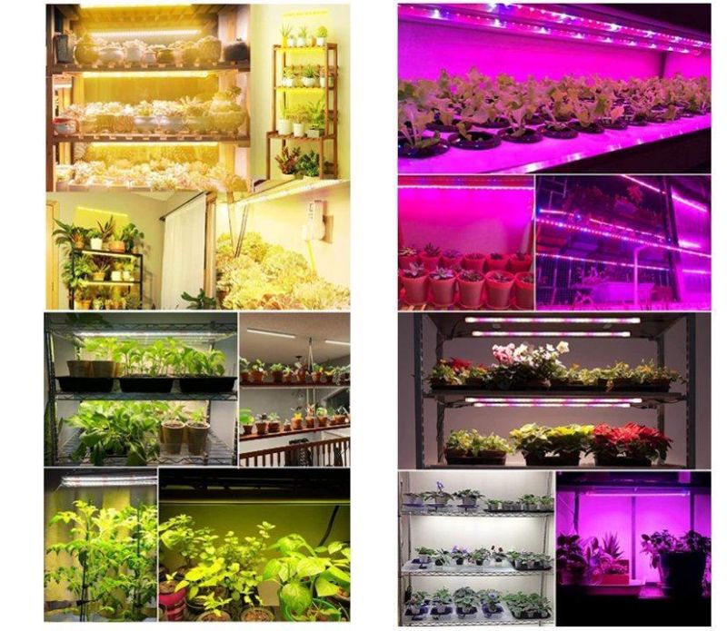 Stepless Dimmable Autocycle Timer Various Customized Spectrum 2m/4m/6m LED Strips LED Grow Light